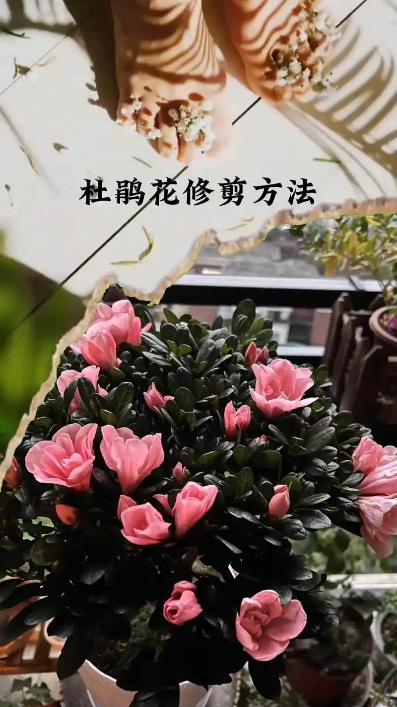 杜鹃花修剪时间和方法.#花卉绿植 #杜鹃花 #杜鹃花修剪 # - 抖音