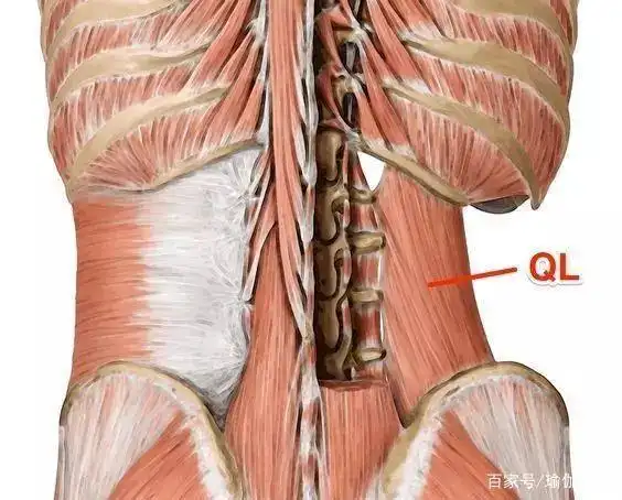 脊柱侧弯的矫正肌——腰方肌
