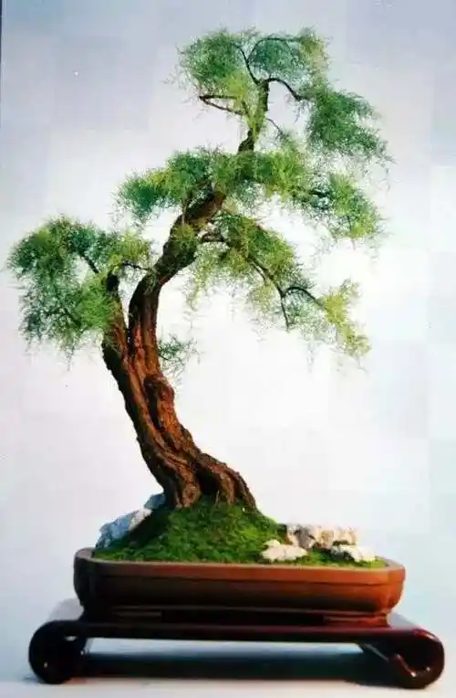 盆景制作材料推荐:怪柳