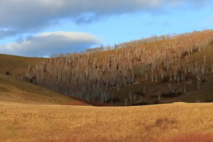 穿行在金色的北方大地