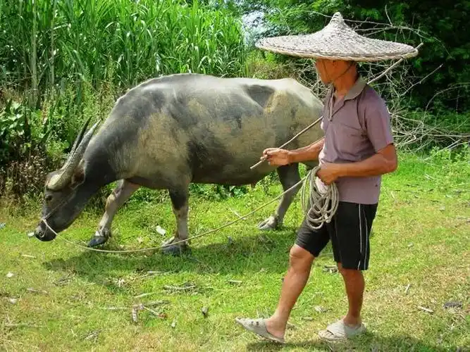 老翁放牛,牛是农村的劳动力!