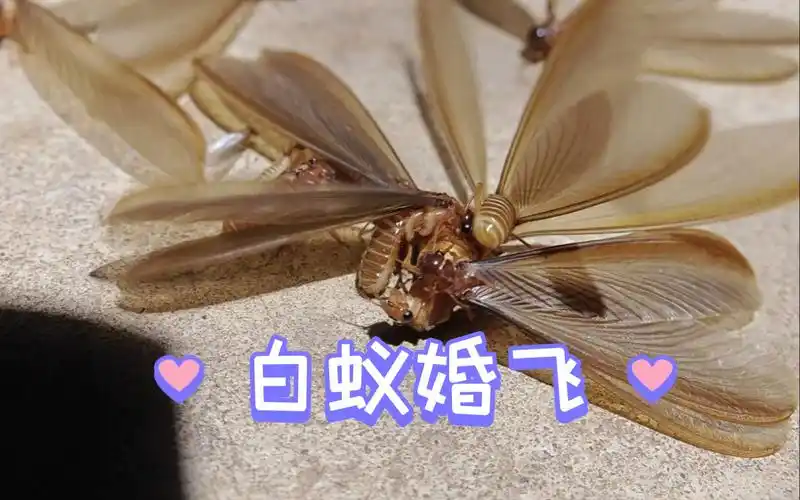 白蚁婚飞一条龙,了解了原理再来看它会更有意思