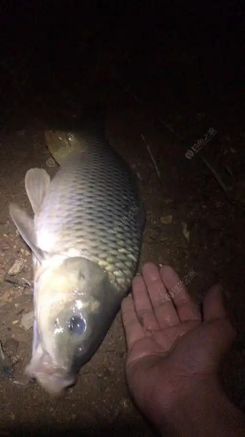 马陵夜钓守大鲤鱼!过瘾