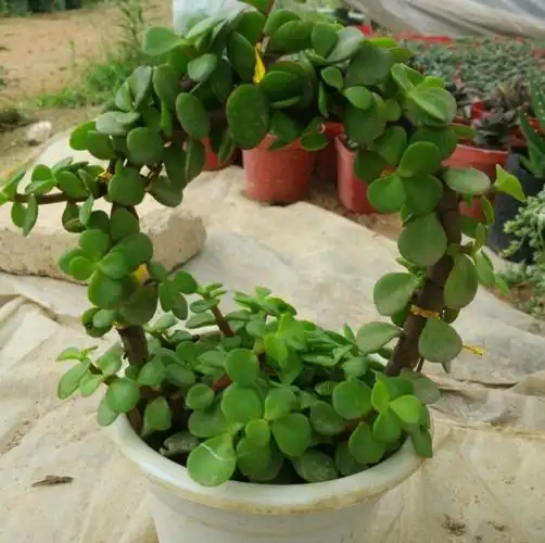 金枝玉叶怎么养金枝玉叶比较耐干旱但不耐涝