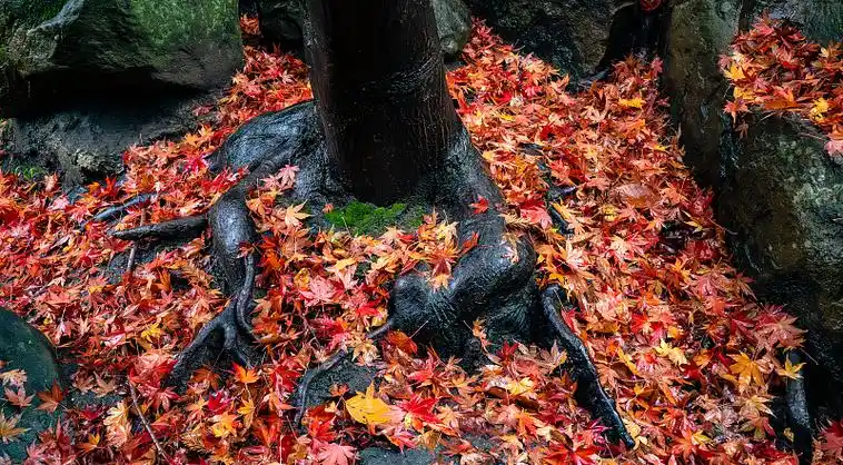 日本红枫图片下载