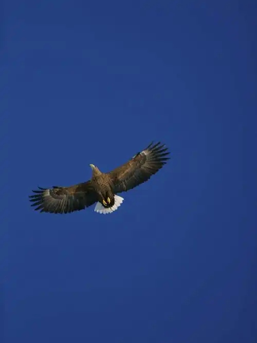 白天,仰视,鸟,野生动物,鹰,飞翔,伸展,张开,展翅,飞行,翅膀,鸟类,翱翔
