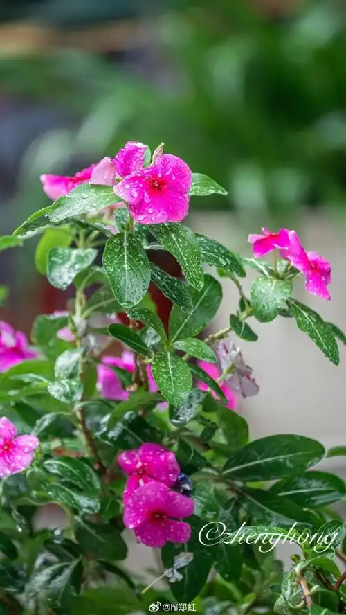 你好夏天##花卉