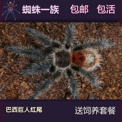 巴西巨人红尾4-10厘米母宠物蜘蛛活体大型红色腹部另类毛绒玩具gi