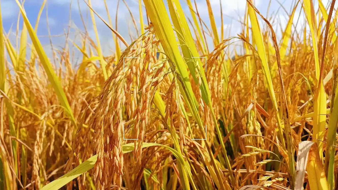 庄稼人的背会弯,因为要抱起地上的稻谷,那是他们的希望,金灿灿 - 抖音