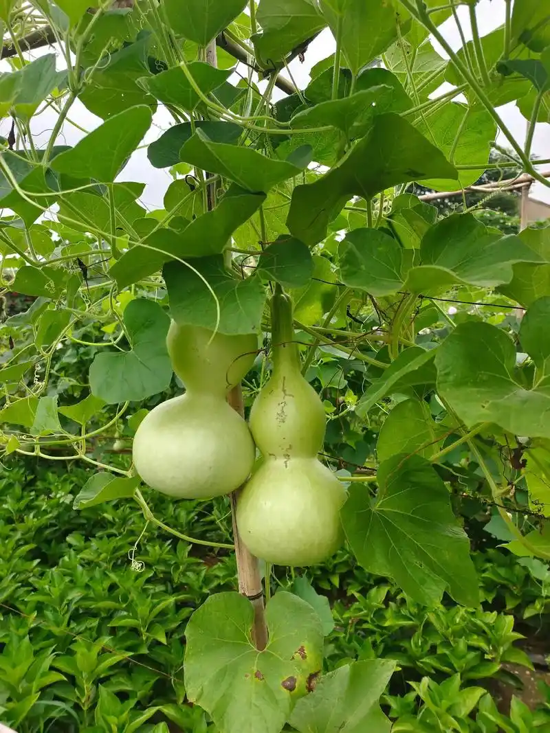 最近的生活就像这葫芦藤,横七竖八一团糟.慢慢理顺,一件一件抽 - 抖音