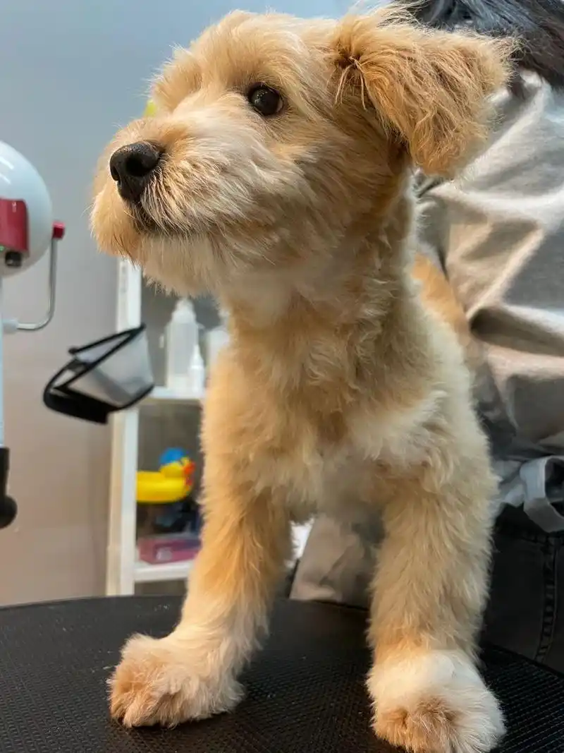 那我们卷卷这种雪纳瑞和泰迪的混血叫雪纳泰?