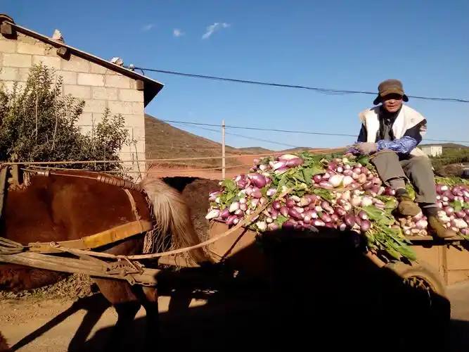 彝族小伙高兴兴赶着马车装着满满的收获回家.