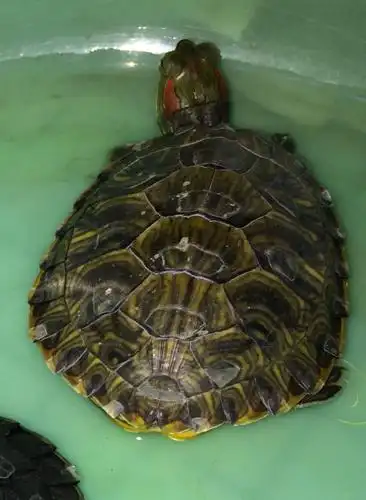 我的巴西龟这样是属于正常的么?还是病了呢?还变得那么黄.