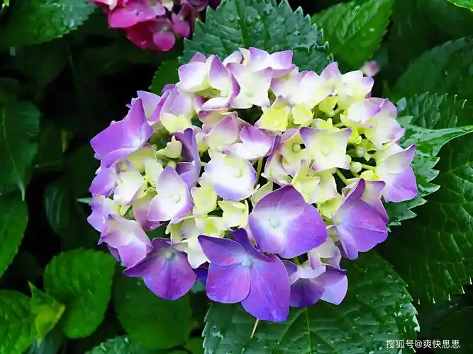 手把手教你种出繁花似锦的紫绣球:全方位解读栽培技巧与注意事项_进行