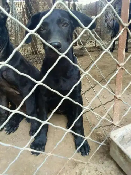 西湖两到三个月的黑狼犬多少钱