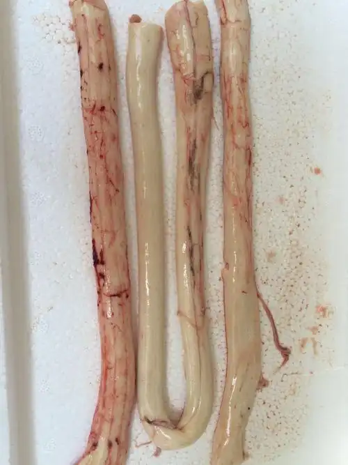 经销批发牛骨髓 精选绿色冷冻牛肉牛骨髓