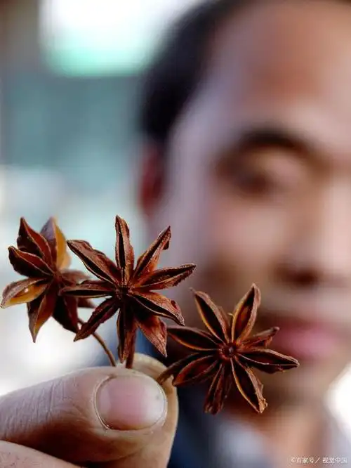 买八角时,记住这5点,再也不怕买到"假八角"了,学会告诉家人