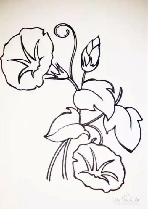 简笔画牵牛花的画法步骤图