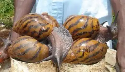 非洲巨型蜗牛 我国首批外来入侵物种