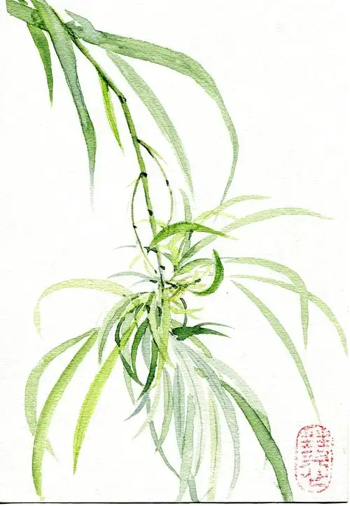 金边吊兰水彩手绘