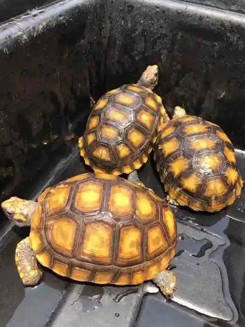 黄腿象龟《巨人黄腿》黄腿陆龟!一只聪明的陆龟_温度_湿度_体型