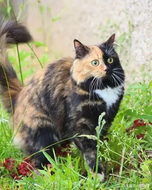 养玳瑁猫需要注意什么