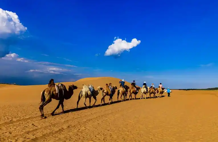 沙漠驼队响沙湾驼队