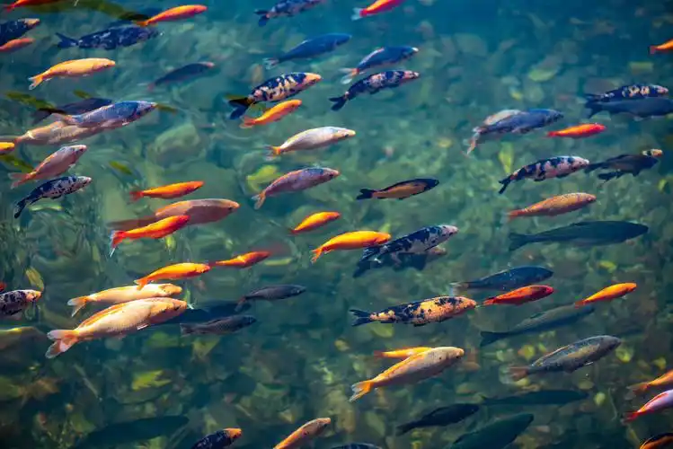 鱼群