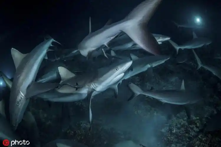 数百头鲨鱼扎推捕食石斑鱼群 吃到爽翻天