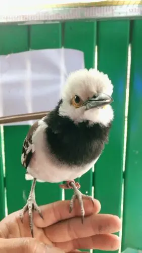 花八哥 很好玩的