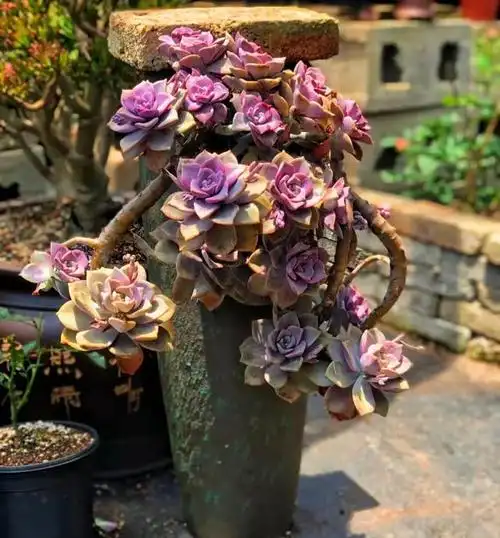 养了7年的紫乐,终于养成完美的悬崖瀑布老桩,满满成就感