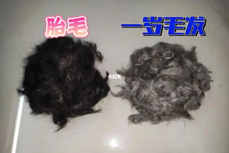 灰泰迪返灰 奥利奥的胎毛一直保存着 今天和一岁的毛毛对比一下 还是