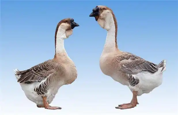 狮头鹅最大有多重饲喂狮头鹅需注意事项