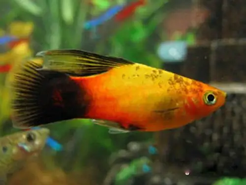 月光鱼临产图片 - 月光鱼繁殖 - 月光鱼 - 小型观赏鱼 - 观赏鱼百科