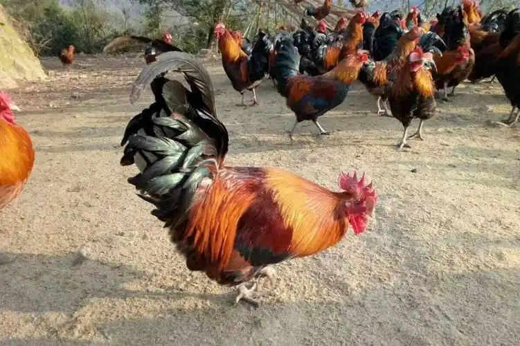 12种好吃的土鸡品种,可真比"肉鸡"香多了,看看有你家乡的没?