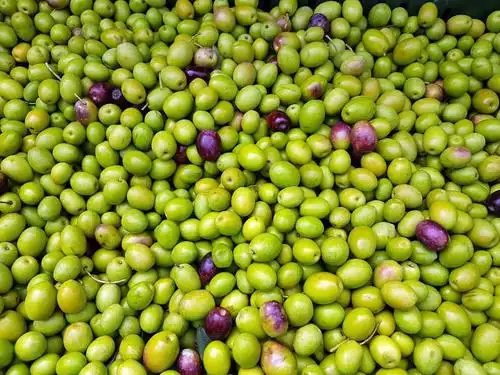 olives,fruit,mediterranean,natural,harvest,organic,full frame