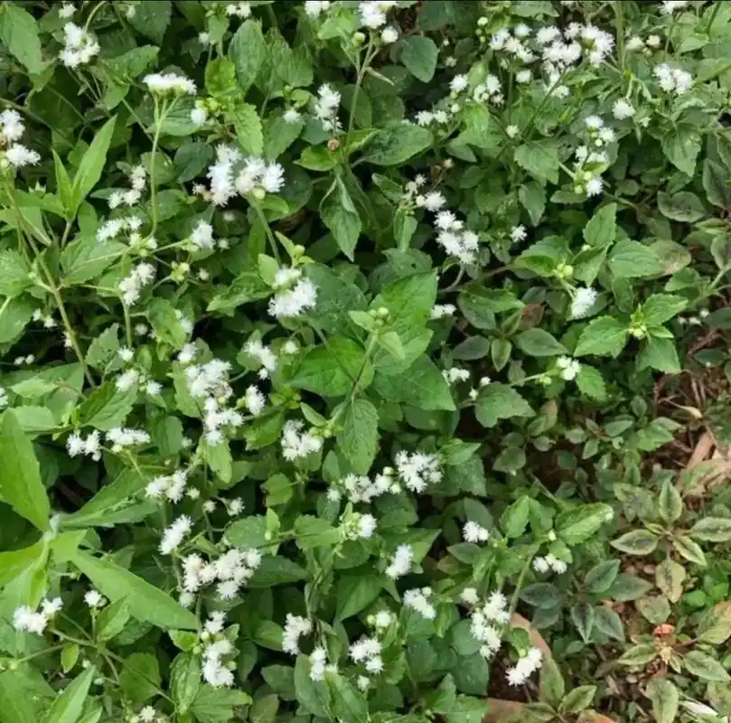 藿香蓟 #白花臭草  开白色花的现在已经很少了#胜红蓟  - 抖音