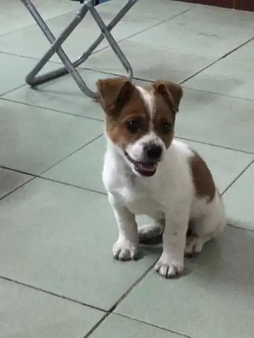 这是杰克罗素梗犬吗