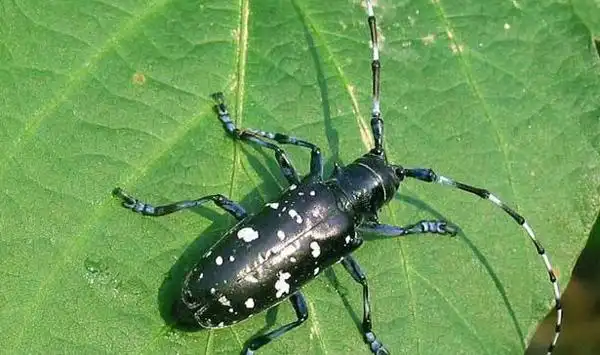 浅谈春秋季节柑橘星天牛的防治措施