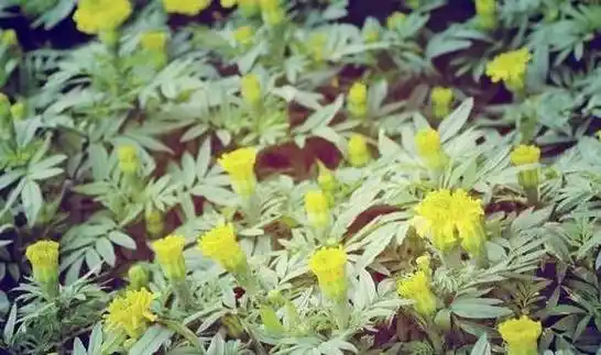 原创6种可以养在家里阴凉处的植物给一点点散射光就能开花