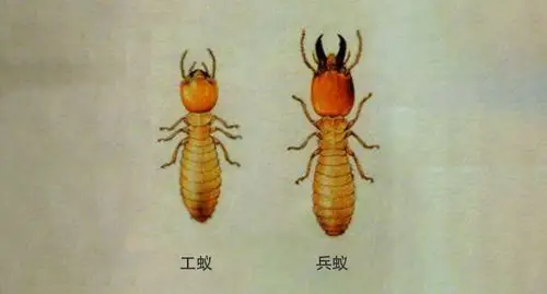 白蚁     工蚁:主要负责筑路,建巢,采食,取水, 为蚁王,蚁后供食,给兵