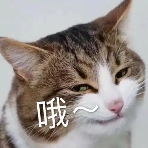 萌宠 猫星人 哦 敷衍 呆萌 搞怪