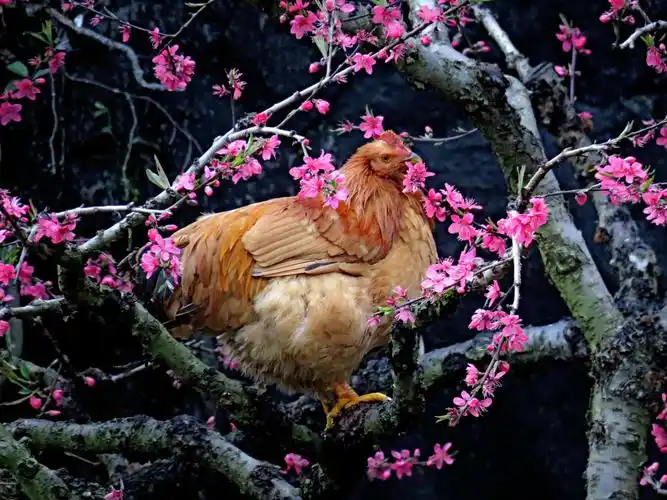 桃花 鸡