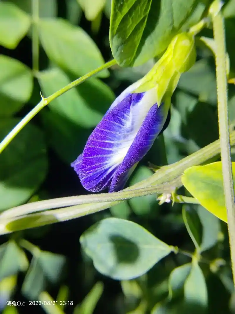似乎牵牛花只在早上开花啊.