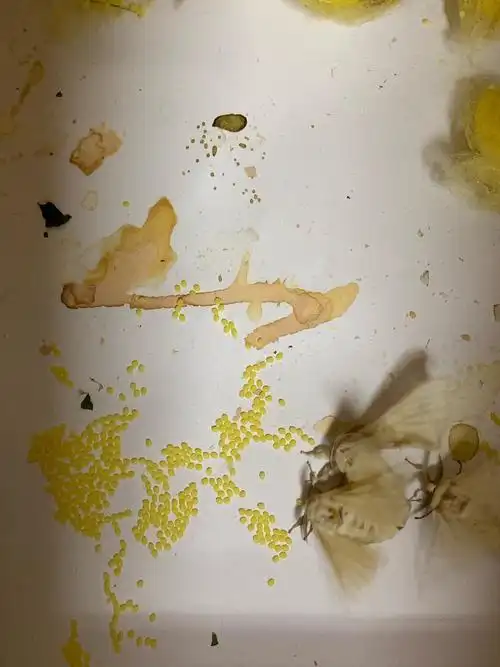 动物养殖记录之蚕宝宝篇