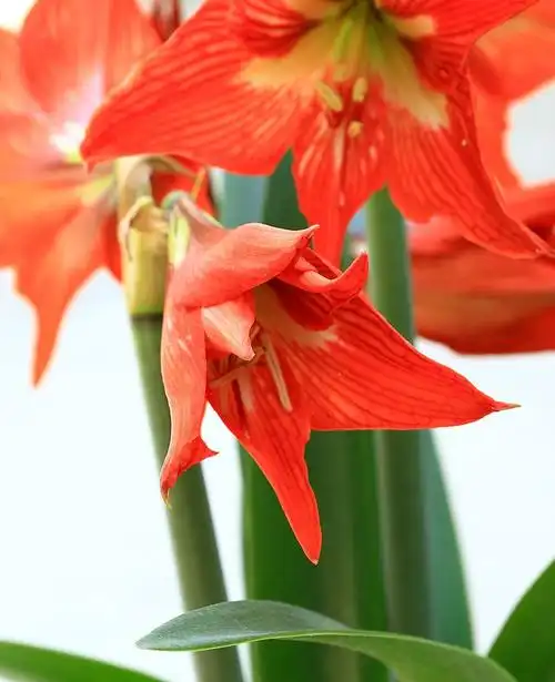 家养的朱顶红花