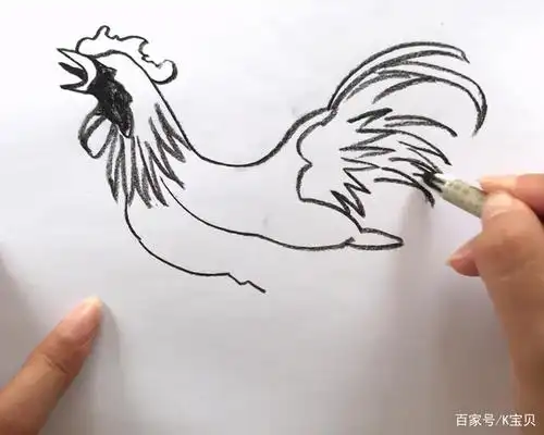 一只大公鸡的自白,简笔画一直鸡呼叫大家关注鸡价