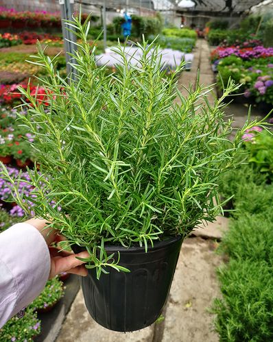 迷迭香盆栽芳香绿植盆景上海花草世界绿植