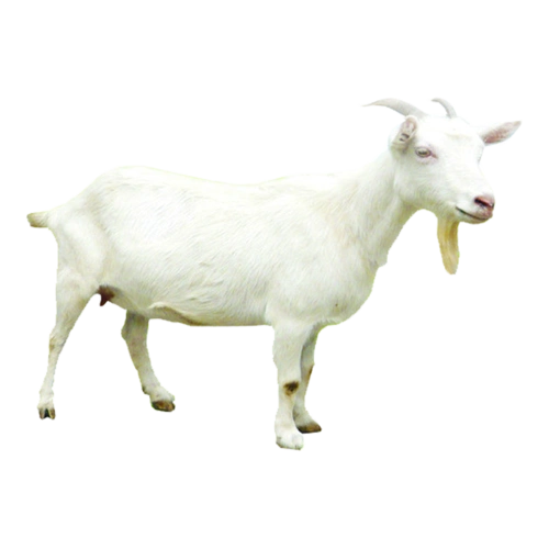 羊肉图片大全_羊肉图片素材【png免费下载】-90设计网