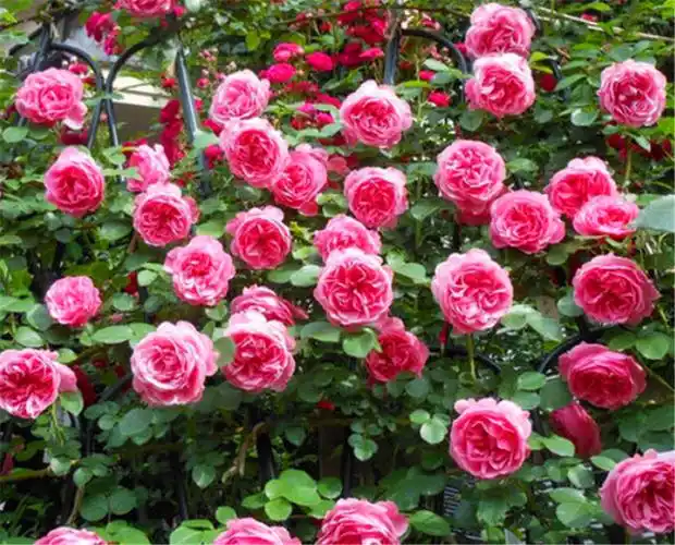 藤本月季夏季不开花?早做3件事,冬天打造花墙,春天开成花海